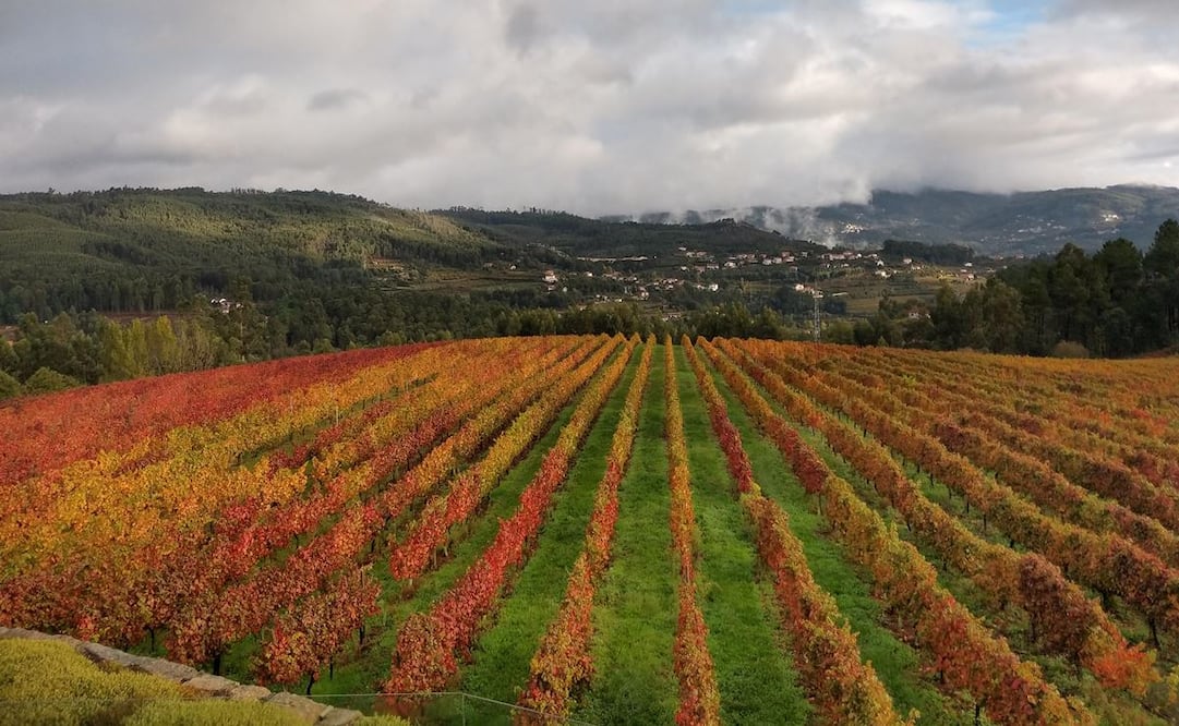Quinta da Lixa. Bodega familiar y hotel boutique. Premiado con oro en el Concours Mondial du Bruxelles por Alvarinho Pouco Comum 2018 / Foto: Raquel Castillo
