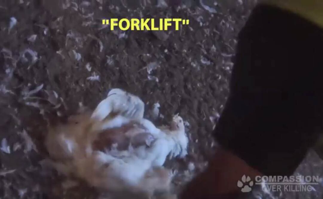 Video. Muestran maltrato animal en granjas avícolas Tyson