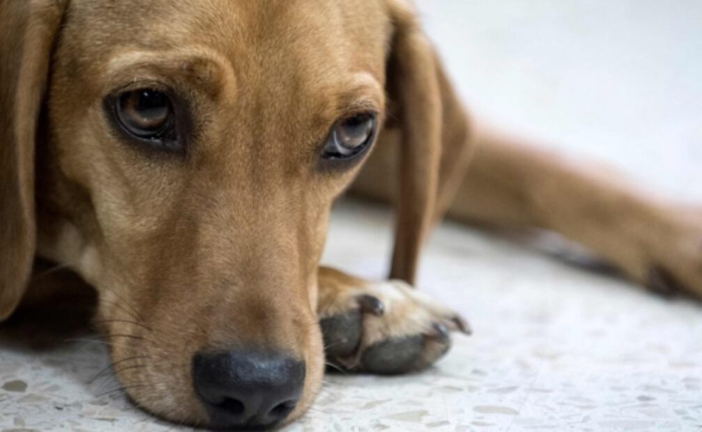 “Campeón”, el perro que busca justicia en Costa Rica tras sufrir maltrato