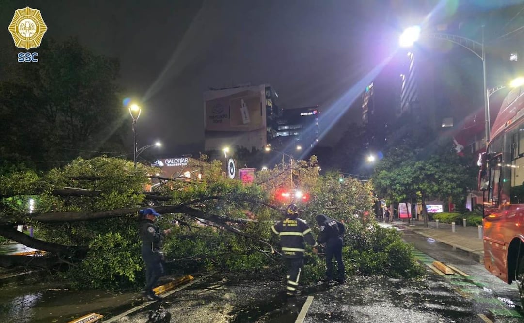 La caída del árbol obstruyó varios carriles de circulación, por lo que fue necesaria la intervención inmediata de las autoridades. Foto: Especial