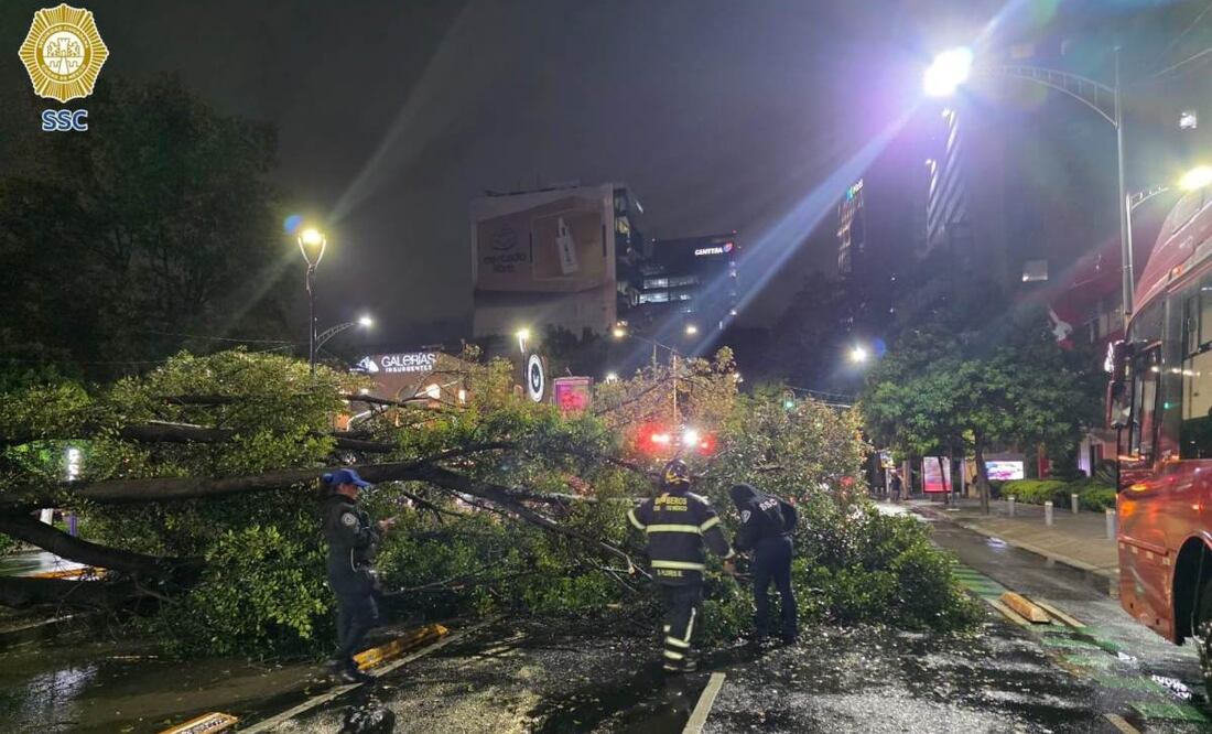 La caída del árbol obstruyó varios carriles de circulación, por lo que fue necesaria la intervención inmediata de las autoridades. Foto: Especial