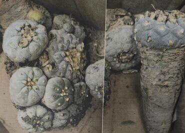 Asegura Profepa 8 peyotes en aeropuerto de Querétaro; serían traficados mediante paquetería