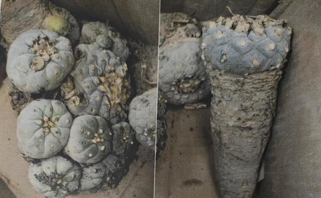 Detiene Profepa intento de tráfico de peyote en el aeropuerto de Querétaro. Foto: Especial