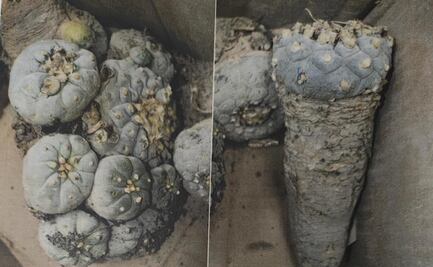 Asegura Profepa 8 peyotes en aeropuerto de Querétaro; serían traficados mediante paquetería