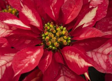 La Nochebuena, una flor que adornó los jardines de Nezahualcóyotl y Moctezuma