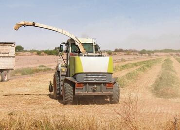 Campo lagunero, afectado por reducción de ciclo agrícola y sequía