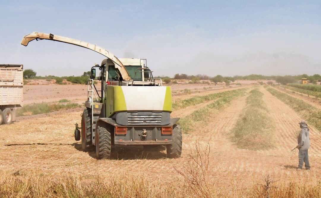 Por la falta de agua, la Conagua decidió que se extraigan 400 millones de metros cúbicos para el riego de cultivos este año, lo que dejará sin sembrar 25 mil hectáreas. Foto: Francisco Rodríguez / EL UNIVERSAL