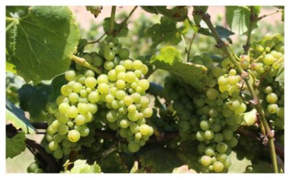 Un road trip a la California del vino