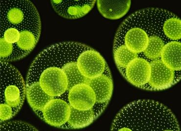 Investigadores mexicanos desarrollan biocombustibles con microalgas