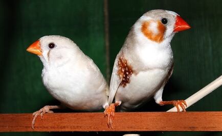 El ruido del tráfico acelera el envejecimiento de las aves