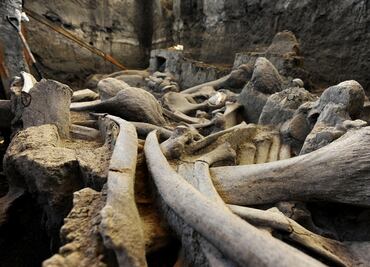 Encuentran restos de un elefante prehistórico previo al mamut en Macedonia