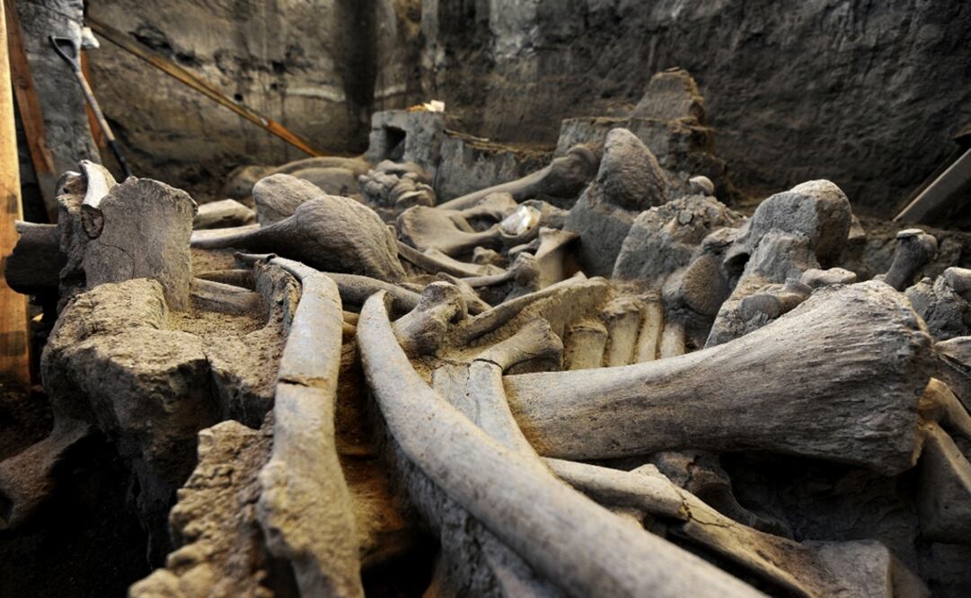 Estos huesos fueron descubiertos por un hombre que trabajaba en un campo en Dolni Disan, en Macedonia Central/ imagen referencial.(FOTO: Especial)