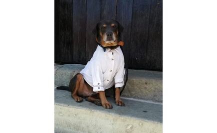 Por Guelaguetza, visten con guayabera a "Mazapán", el perro más famoso de Oaxaca