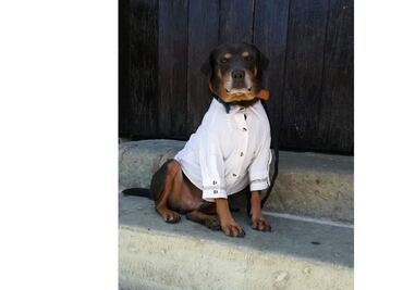 Por Guelaguetza, visten con guayabera a "Mazapán", el perro más famoso de Oaxaca