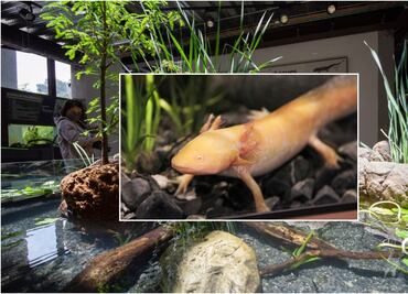 Museo del Axolote está de fiesta: Cumple un año y destaca reproducción exitosa de anfibios