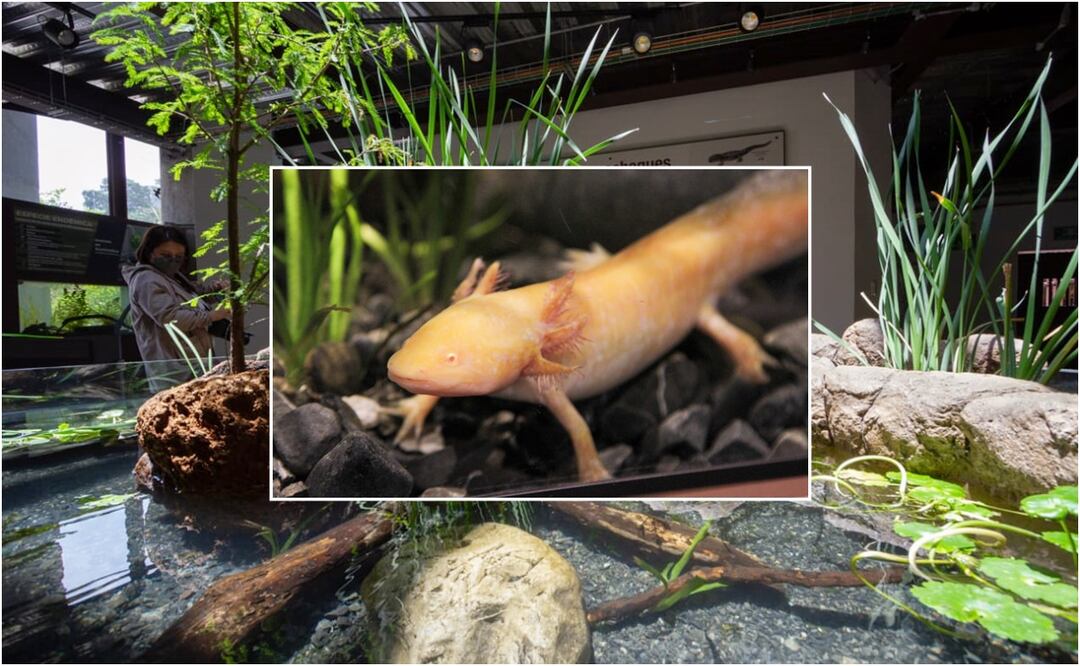 Museo del Axolote. Foto: Especial