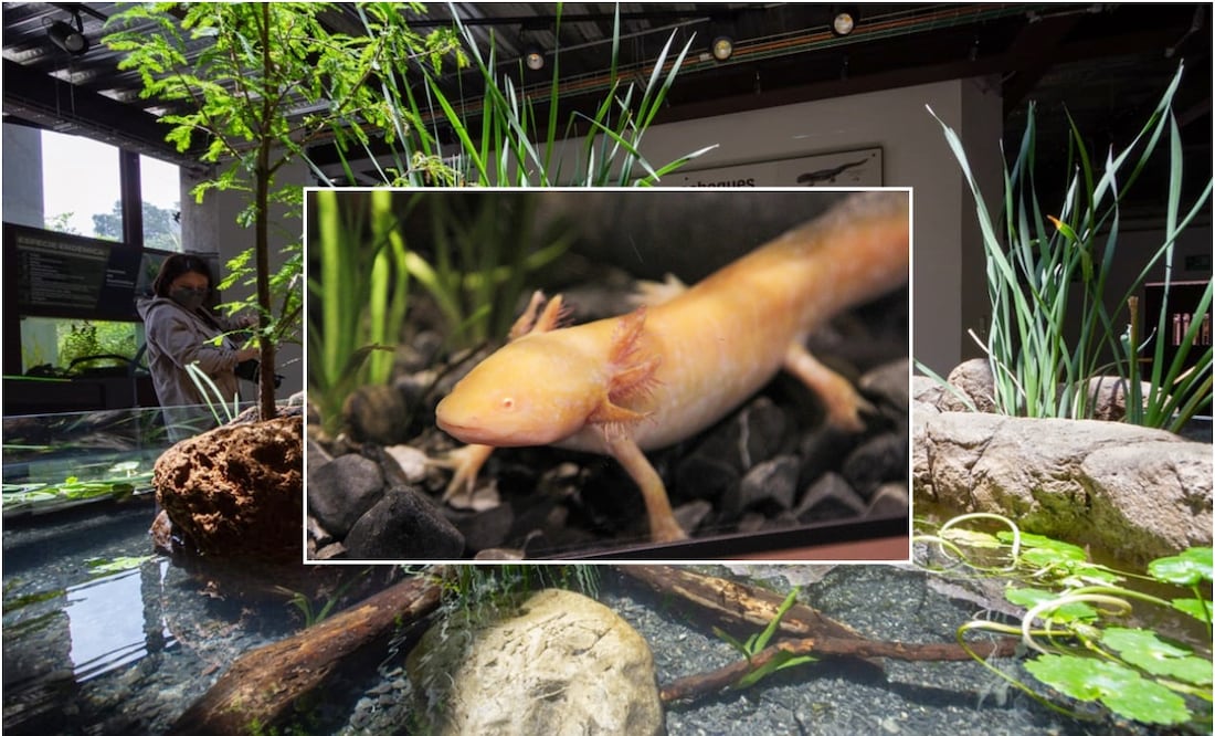 Museo del Axolote. Foto: Especial