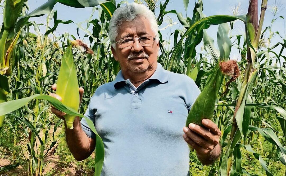 En el Istmo de Tehuantepec se siembran alrededor de 80 mil hectáreas de diferentes variedades de maíz. Foto: Especial