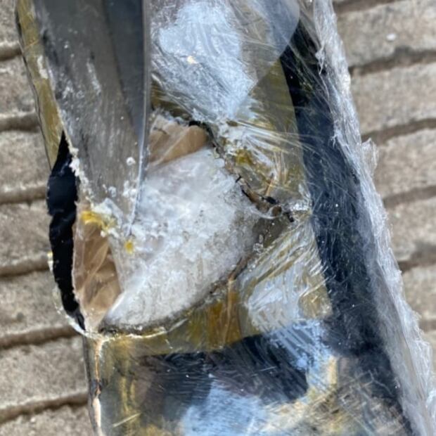 En el interior de una bocina, GN localiza envoltorios con aparente cristal en Sinaloa