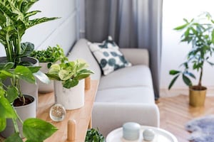 5 plantas perfectas para refrescar tu hogar en verano; evita la acumulación de humedad