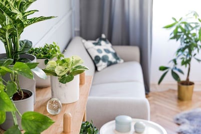 5 plantas perfectas para refrescar tu hogar en verano; evita la acumulación de humedad
