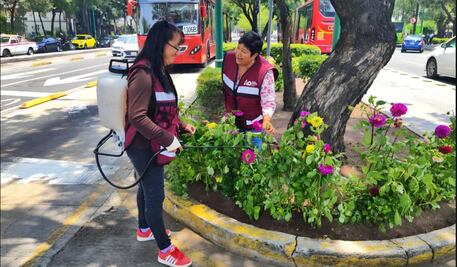 Embellecen camellón de Insurgentes Sur con plantas de dalias en la Álvaro Obregón