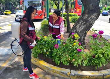Embellecen camellón de Insurgentes Sur con plantas de dalias en la Álvaro Obregón
