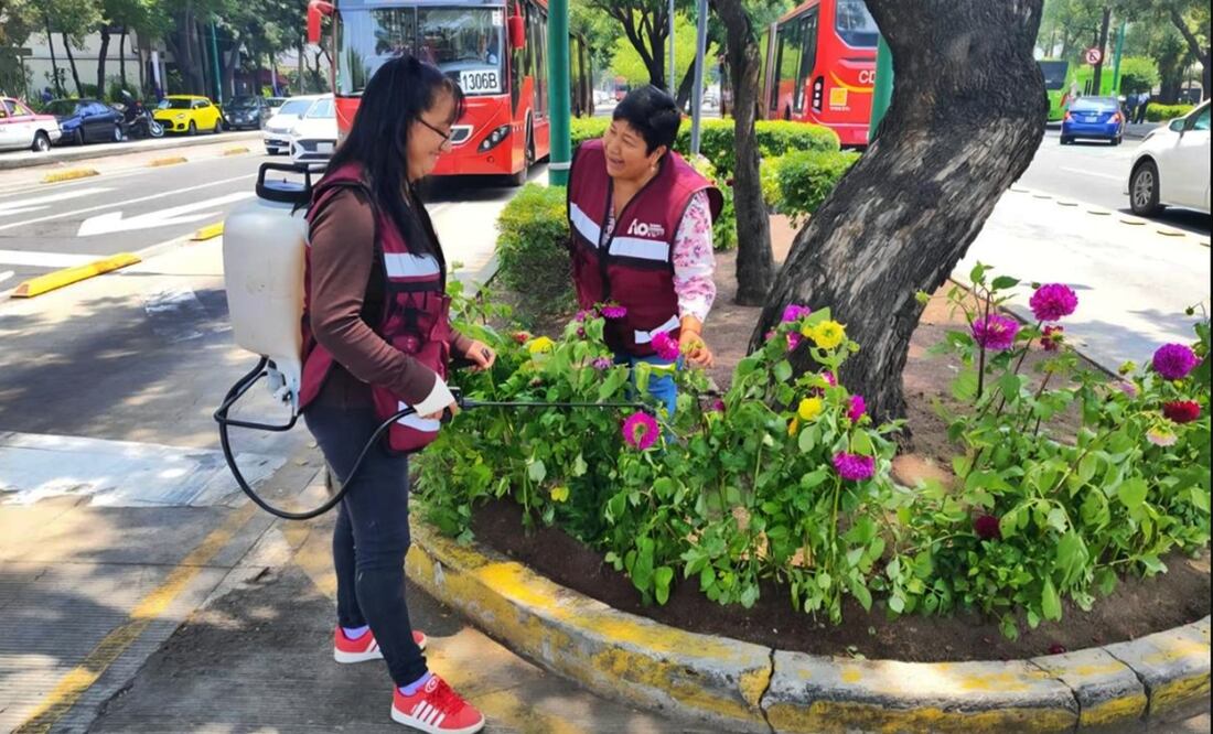 La Alcaldía Álvaro Obregón inició este jueves con la plantación de dalias en el camellón de Avenida Insurgentes Sur. Foto: especial