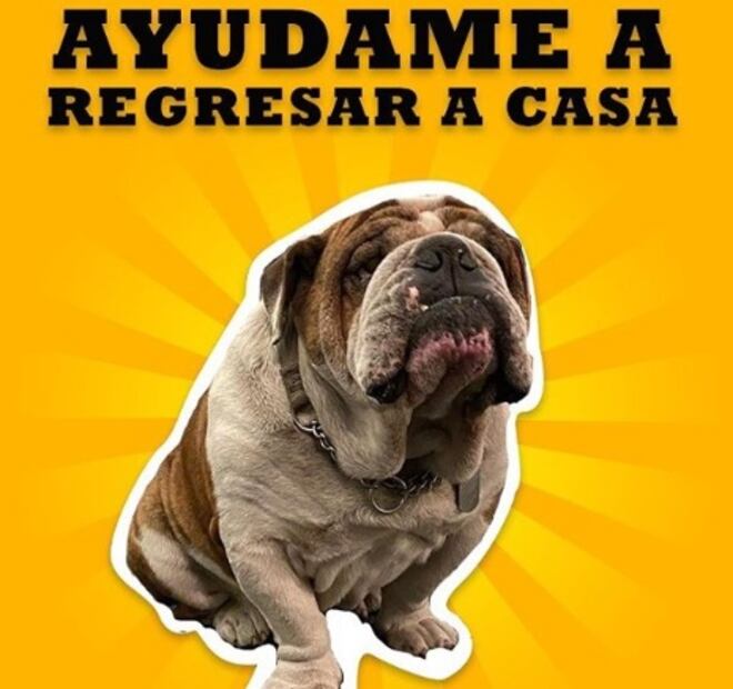 Captan a pareja que se robó a "Emilio", un bulldog en la Roma 