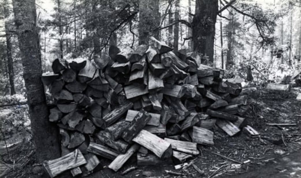 Tala ilegal, un viejo problema en México