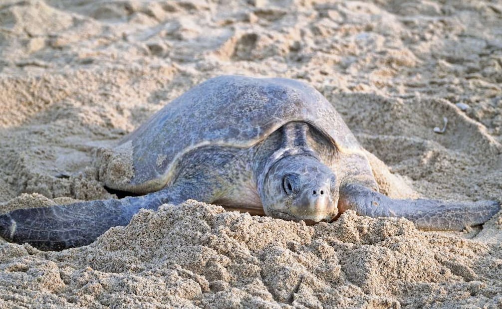 Esta especie, considerada en peligro de extinción, enfrenta amenazas humanas y ambientales. Foto: Especial