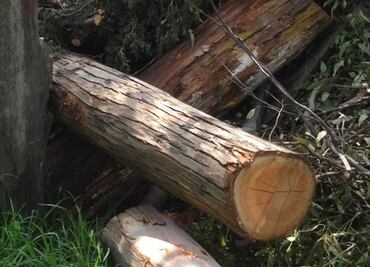 Alertan de posible ecocidio por derribo de 100 árboles en Puebla