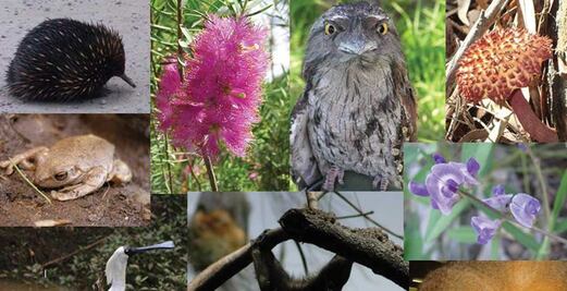 Urgen a intensificar esfuerzos para detener pérdida de biodiversidad