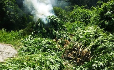 Incineran 70 mil 800 plantas de marihuana en Jalisco 