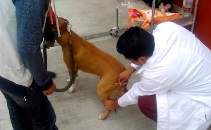 Iztapalapa, con más mascotas vacunadas durante campaña antirrábica