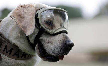 Frida, la perrita rescatista que los japoneses conocieron como Marina Chan