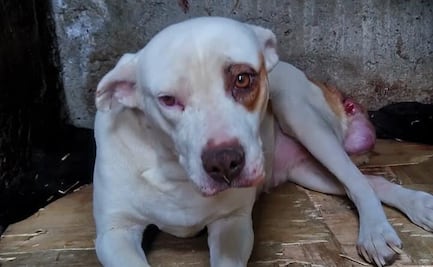 Sujeto apuñala a perrito tras pelea de mascotas; quiso herir a su vecina y terminó matando al can 