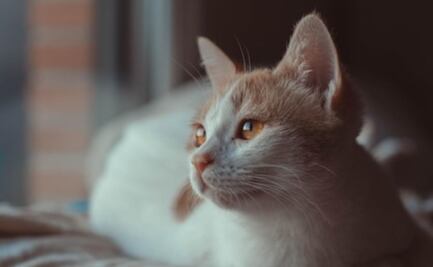 Qué hacer para evitar que los gatos contraigan la gripe aviar; especialista de la UNAM recomienda medidas