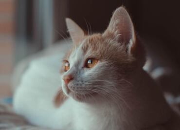 Qué hacer para evitar que los gatos contraigan la gripe aviar; especialista de la UNAM recomienda medidas