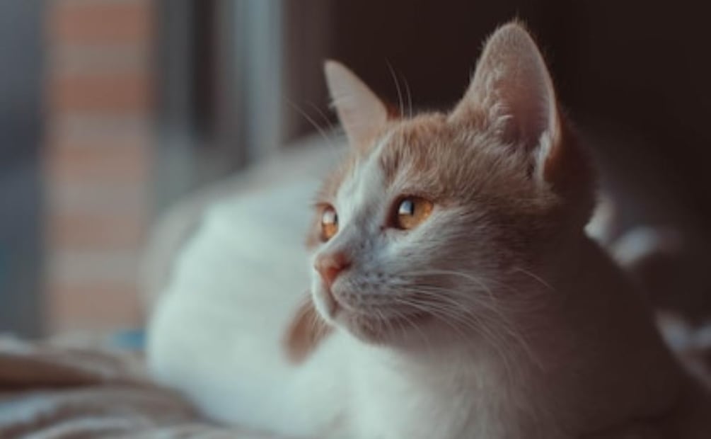 Nombres japoneses para gatos. Fuente: Freepik.