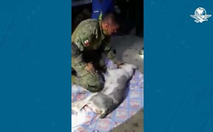 Viral: soldado llora por no poder revivir a un perrito atrapado en el Cerro del Chiquihuite