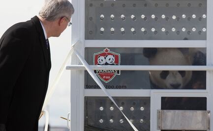 Zoológico de Canadá devolverá dos pandas a China por escasez de bambú