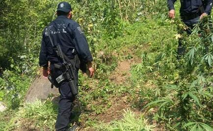 Destruyen plantío y semillas de mariguana en Oaxaca