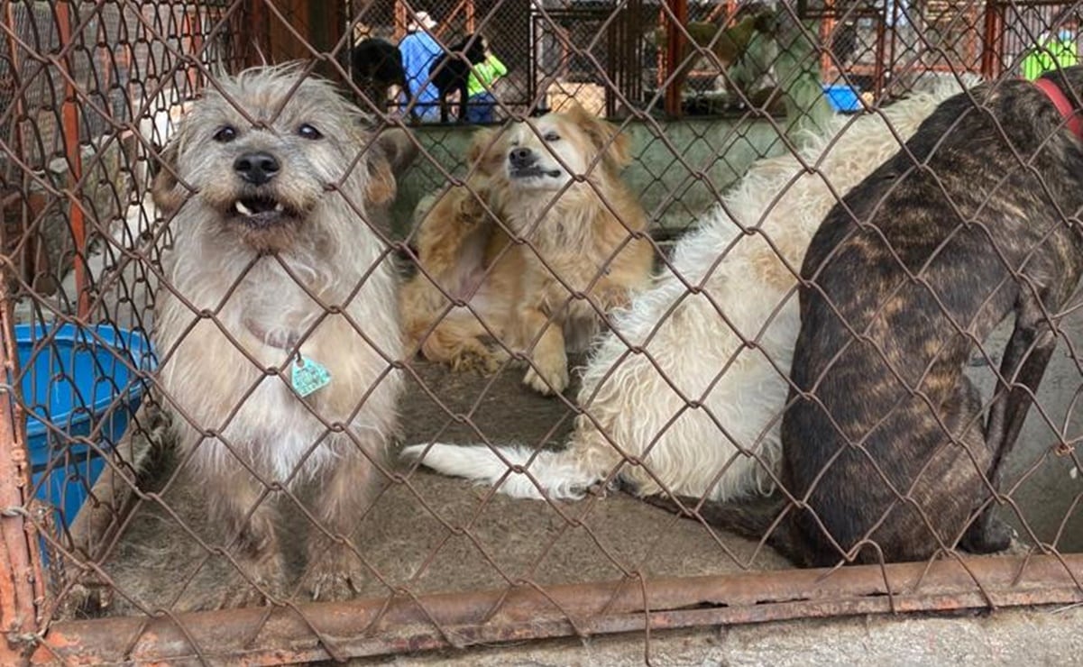 CDMX: Sedema to Oversee Animal Welfare at Franciscano Refuge After Court Ruling