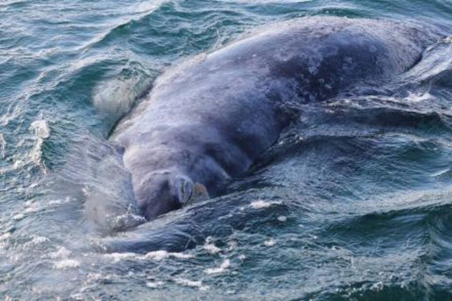 Disminuye presencia de la ballena gris