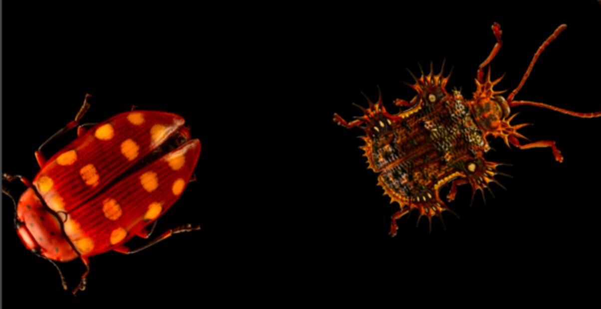 Levon Biss, el fotógrafo que capta la belleza de los insectos