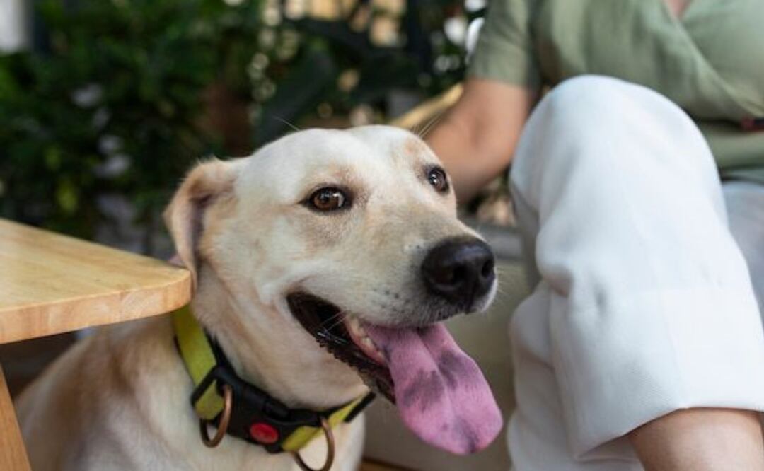 Aunque la artrosis es una enfermedad degenerativa incurable, no es un motivo para sacrificar a un perro. Fuente: Freepik.