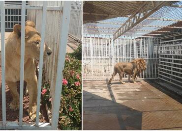 Supervisa Profepa hábitat de leones en Ayapango, Edomex