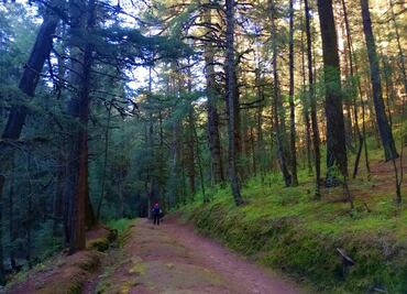 Localizan cuerpo de senderista con picaduras de abeja en Culiacán; tenía reporte por desaparición