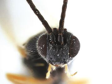 La avispa que convierte arañas en drones zombies a sus órdenes